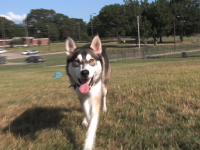 It's National Animal Safety and Protection Month! 
