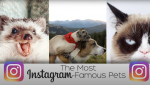The Most Instagram-Famous Pets 
