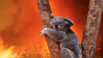 Morris Animal Foundation, Australian wildlife, Australian fires, koalas, Australian koalas, save the koalas, help the Australian fires, help Australian wildlife, Australian wildlife preservation, Australian wildlife restoration, wildlife research program, animal health, lifeminute, lifeminute.tv