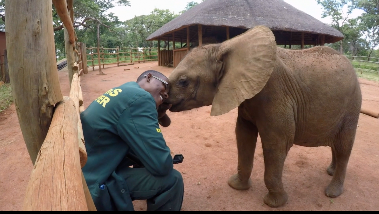 How Human Behavior is Hurting Animals and What We Can Do to Protect