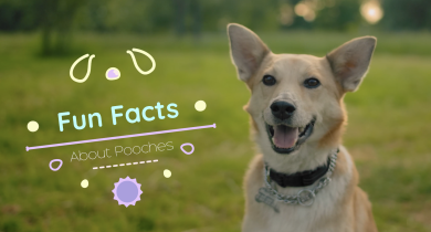 Fun Facts about Pooches 