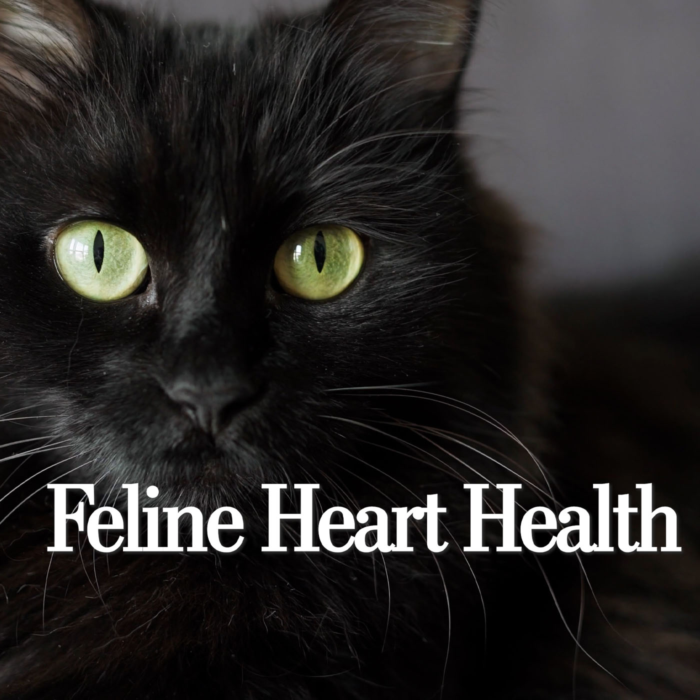 Feline Heart Health: What Every Cat Owner Needs to Know About Early Detection episode artwork