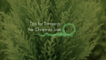  Tips for Trimming the Christmas Tree 