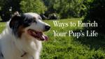 Ways to Enrich Your Pup's Life