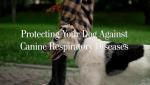 Protecting Your Dog from Canine Respiratory Diseases