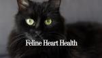 Feline Heart Health: What Every Cat Owner Needs to Know About Early Detection