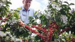 How Starbucks Helps Sustain the Future of Coffee