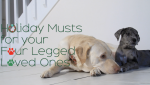 Pet Holiday Must-Haves