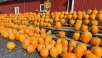 How to Pick the Perfect Pumpkin      