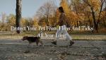 Protect Your Pet from Fleas and Ticks All Year Long
