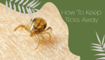 How To Keep Ticks Away