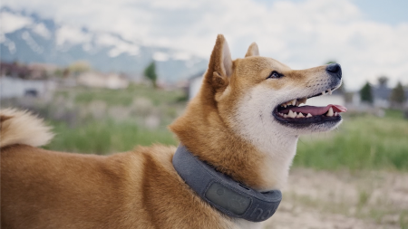 Keep Your Four-Legged Friend Safe This Holiday