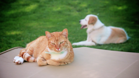 Protect Your Pets from Heartworm and Lyme Disease 
