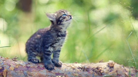 Adopting a Kitten