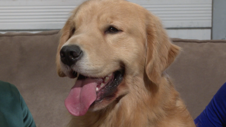 Canine Osteoarthritis, arthritis in dogs, degenerative joint disease, DJD, lifeminute, lifeminute.tv, Adequan Canine, american regent animal health