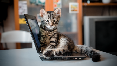 Fascinating Feline Facts