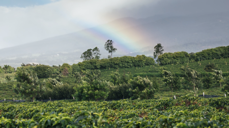 How Starbucks Continues to Innovate Craft Coffee