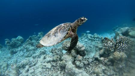 World Sea Turtle Day is observed June 16, 2025