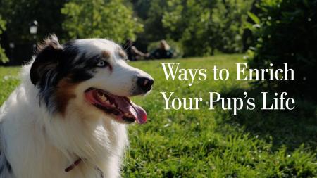Ways to Enrich Your Pup's Life