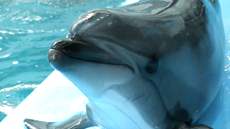 Dolphin Facts