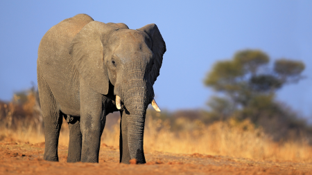 Extraordinary Elephants