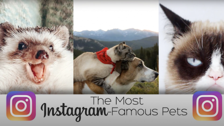 The Most Instagram-Famous Pets
