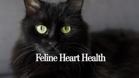 Feline Heart Health: What Every Cat Owner Needs to Know About Early Detection