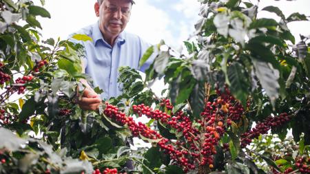 How Starbucks Helps Sustain the Future of Coffee