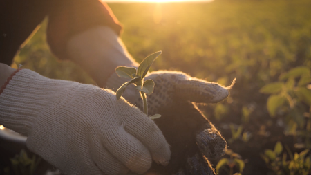 Tips to Grow a Garden