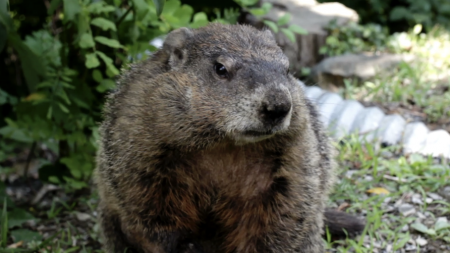 How to Celebrate Groundhog Day