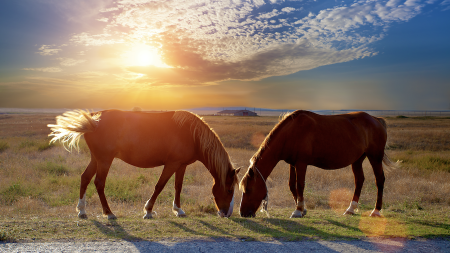 Reasons to Love Horses