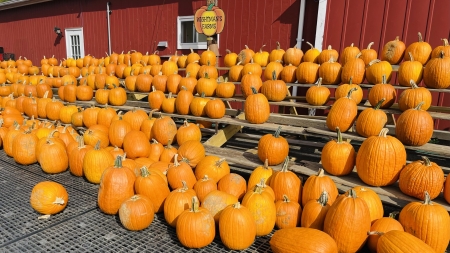 How to Pick the Perfect Pumpkin      