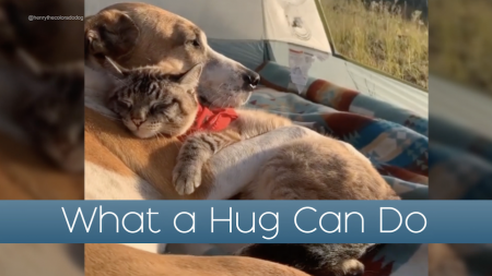 Dog and Cat Hugging