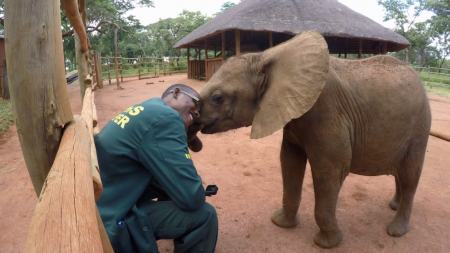 International Fund for Animal Welfare, IFAW