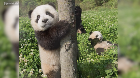 Panda Facts