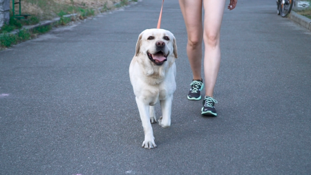American Regent Animal Health, canine osteoarthritis, Adequan Canine, Canine OA, National Take a Walk in the Park Day, lifeminute, lifeminute.tv