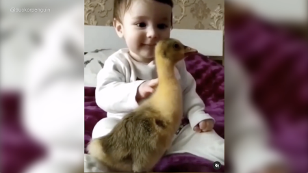 The Benefits of Having a Pet