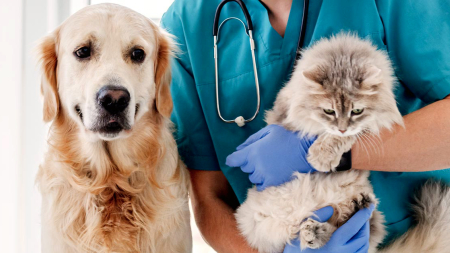 Tips for Selecting a Pet Health Insurance Plan