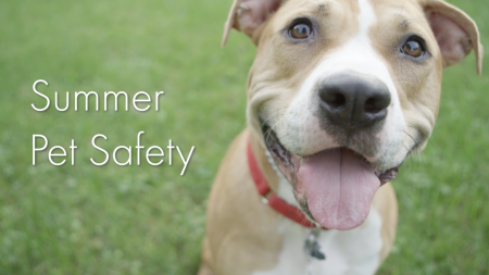 Pet Releaf, CBD Hemp Oil for pets, hemp oil for dog, help oil for cat, microchip, microchipping, microchip for pet, how to calm your pet, cat, dog, pets, pet safety, lifeminute, lifeminute.tv