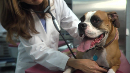 Companion Animal Parasite Council