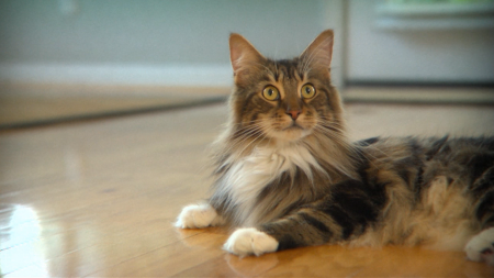 cat, Companion Animal Parasite Council