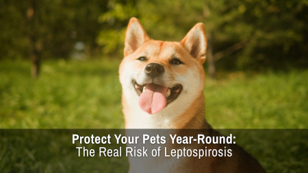 Protect Your Pets Year-Round: The Real Risk of Leptospirosis