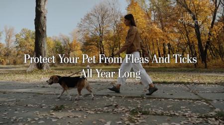 Protect Your Pet from Fleas and Ticks All Year Long