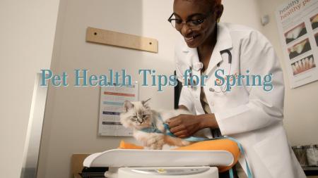 Pet Health Tips for Spring