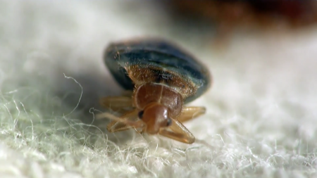 Terminix, bed bugs