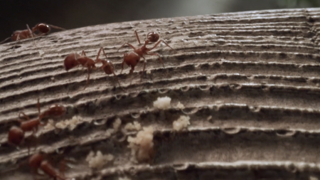 Ants, Roaches, Spiders, Flies Oh My!