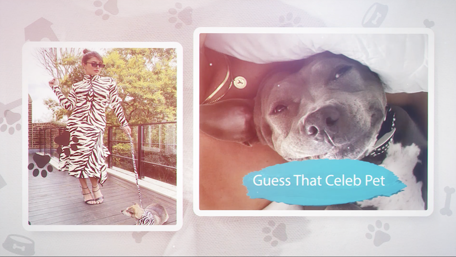 Guess that Celeb Pet LifeMinute TV