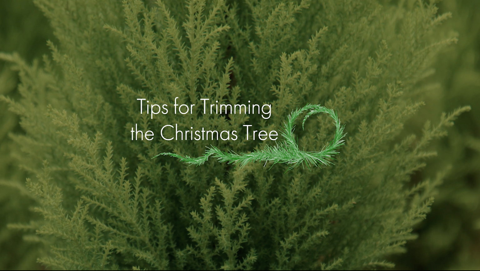 Tips For Trimming The Christmas Tree LifeMinute TV   Christmastreetrimming LM 