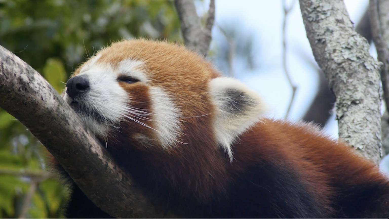 Fascinating Endangered Species | LifeMinute.tv