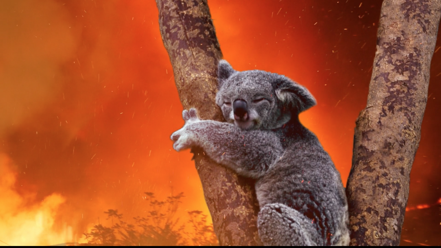 An Estimated 600 Million Animals Including 80 of Koalas Impacted by Australia’s Devastating
